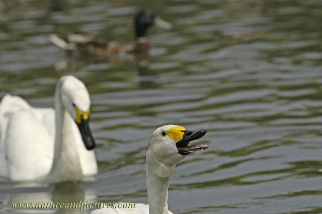 bewick's swan, bewick's swans-4.jpg - BEWICK'S SWAN - SLIMBRIDGE - 2006